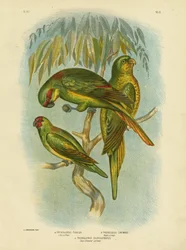Schuppenbrust-Lorikeet, 1891